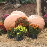 pumpkins, curcubitacées, vegetables