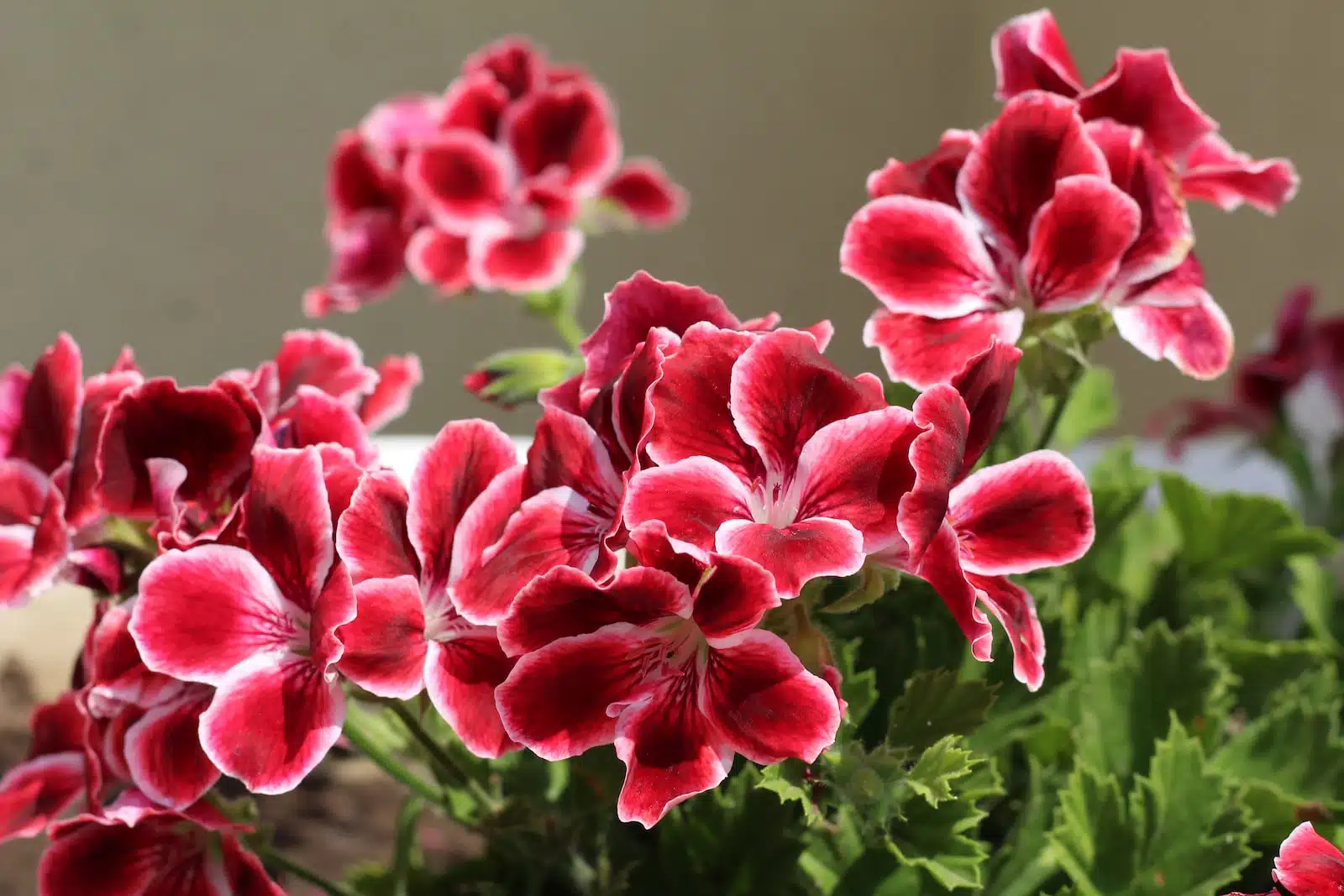 Découvrez les Bienfaits du Pelargonium Grandiflorum