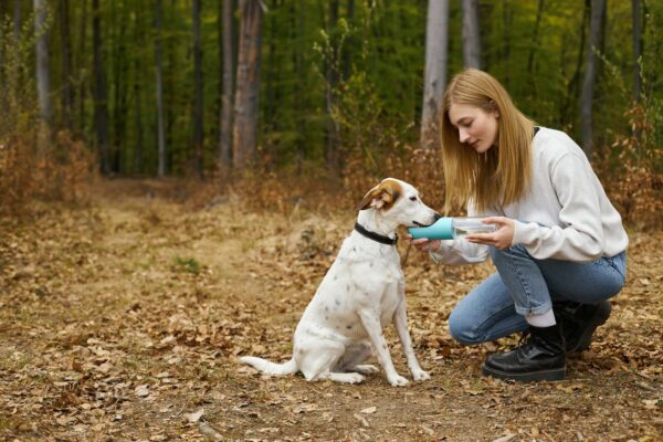 Argent colloïdal pour chien : Les grandes lignes