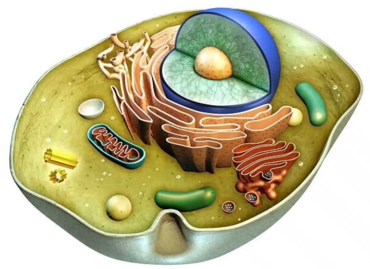 cellule animale et cellule végétale