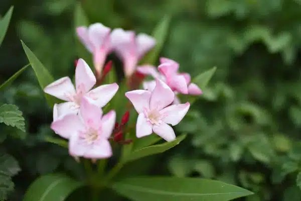 Les bienfaits du harpagophytum bio, une plante médicinale naturelle