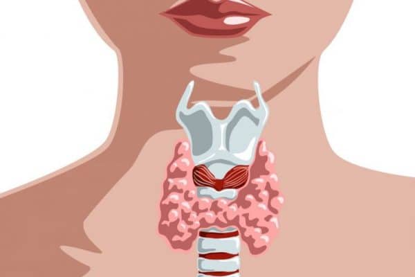 Pourquoi l’hypothyroïdie la rend grasse ?